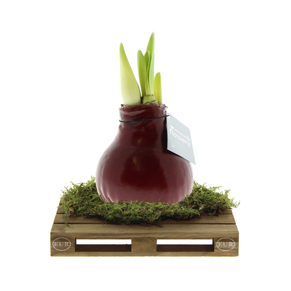 No Water Flowers® - Waxz® on pallet - Bordeaux