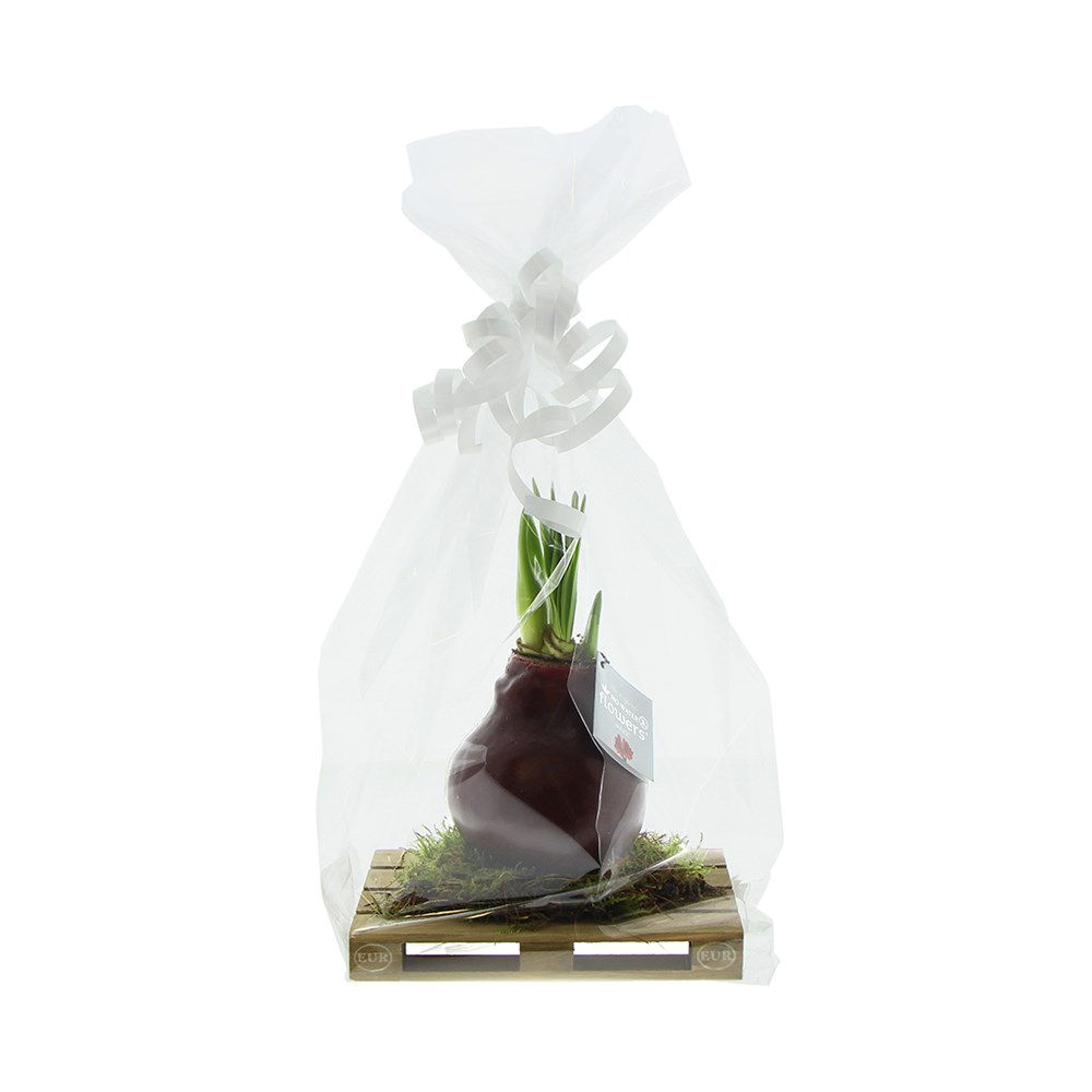 No Water Flowers® - Waxz® on pallet, In giftbox, Pastel groen