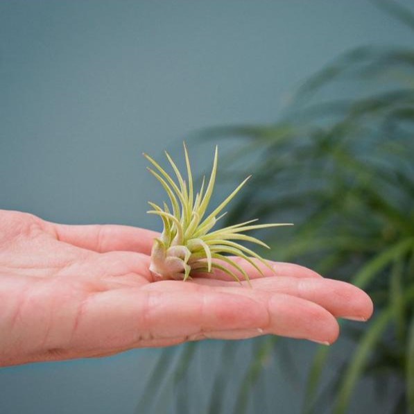 Airplant - Glass bottle small