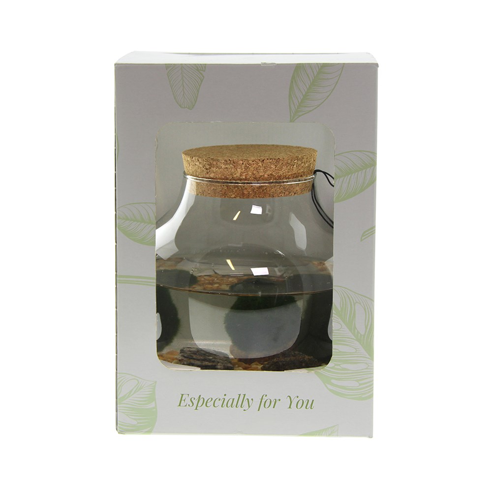 Marimo moss balls - Bowl, Zonder verpakking