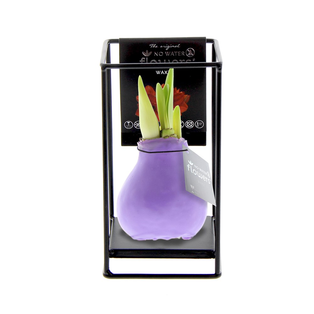 No Water Flowers® - Formz industrial - Pastel paars