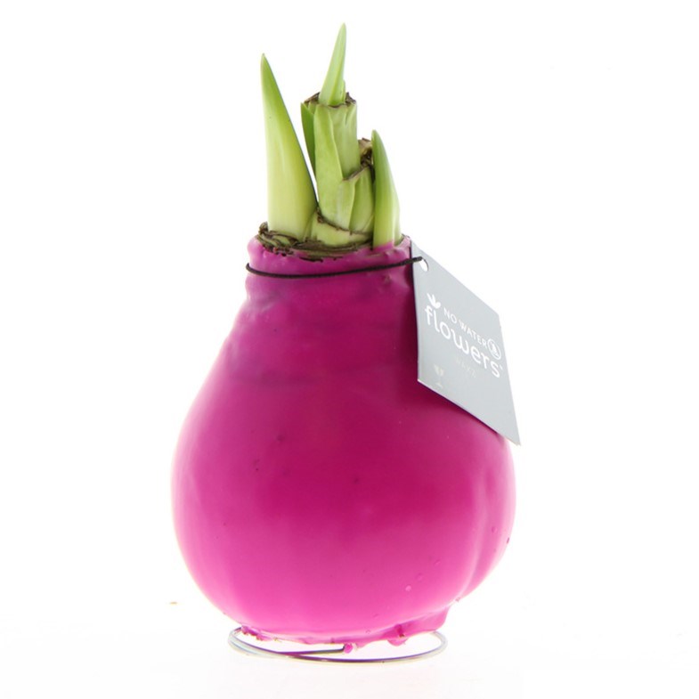 No Water Flowers® - Waxz® Colours - roze
