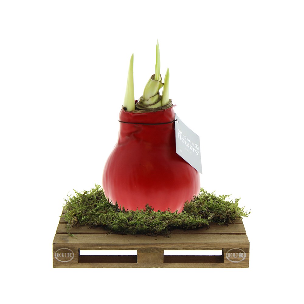 No Water Flowers® - Waxz® on pallet - rood