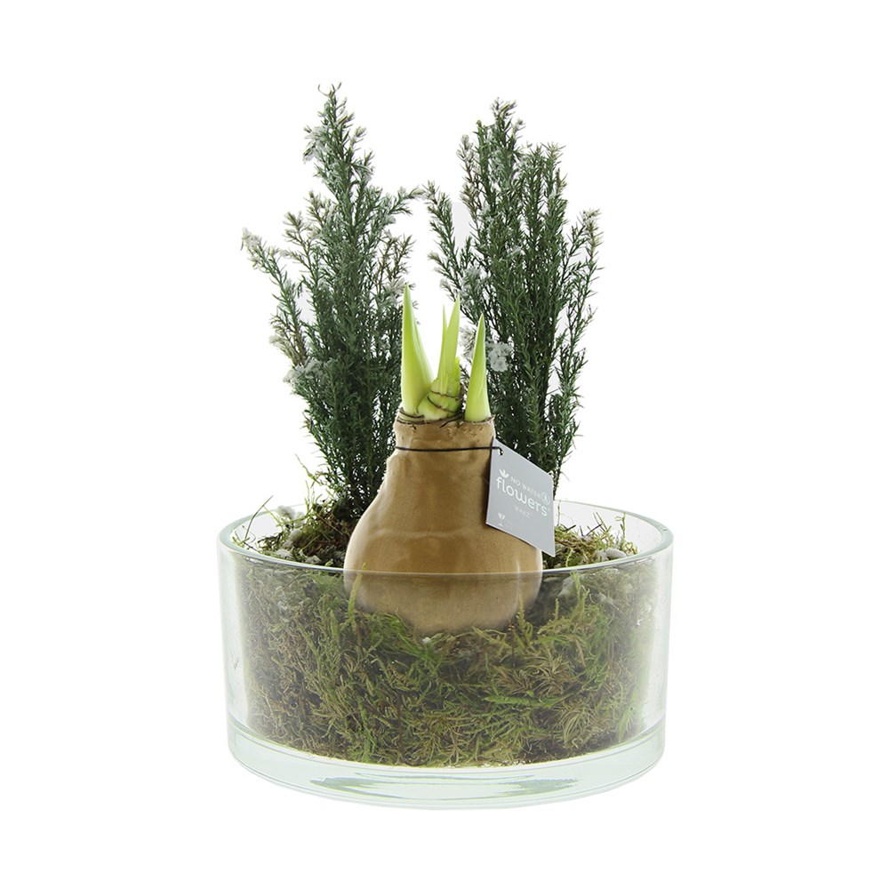 No Water Flowers® - Christmas glass elegance - Goud