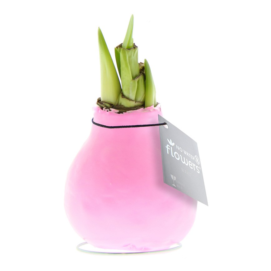 No Water Flowers® - Waxz® Colours - pastel roze