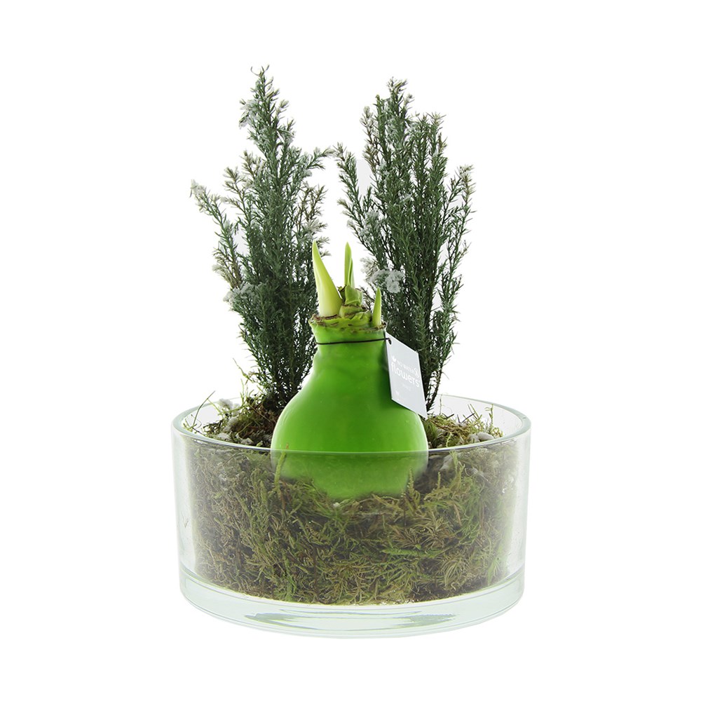 No Water Flowers® - Christmas glass elegance - lichtgroen