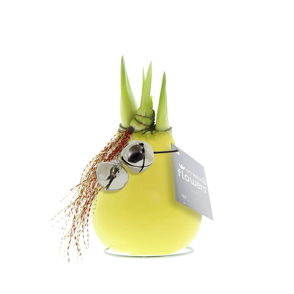 No Water Flowers® - Jingle Bellz - Pastel geel