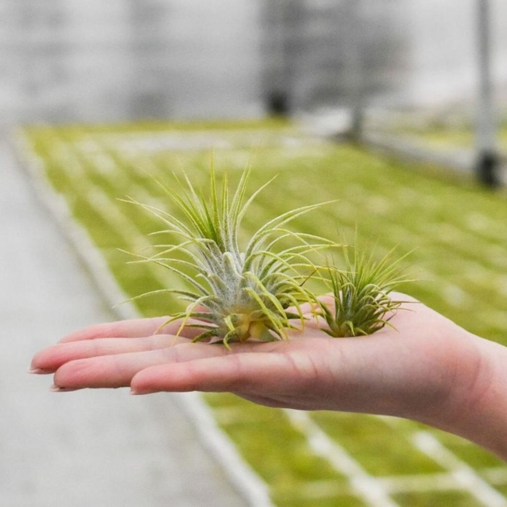 Airplant - Glass bottle small