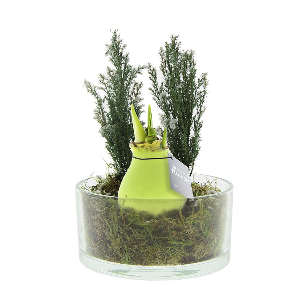 No Water Flowers® - Christmas glass elegance - pastel groen