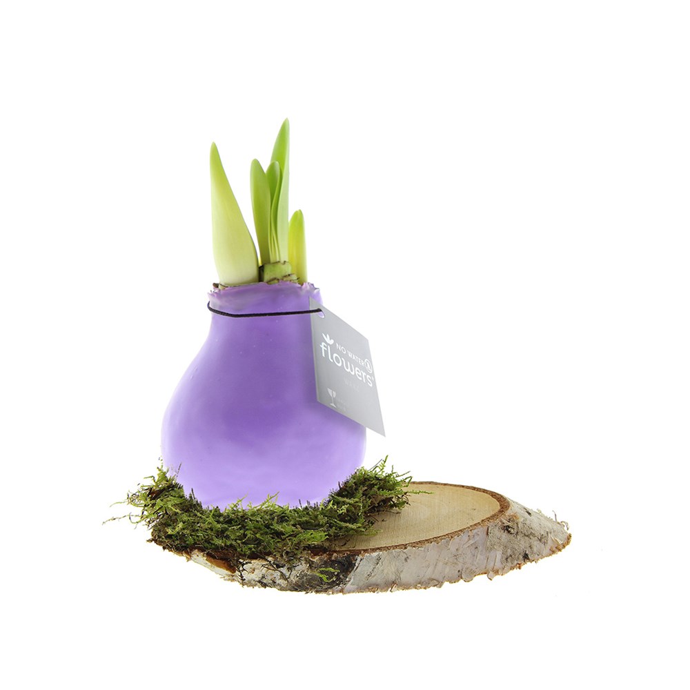 No Water Flowers® - Waxz® on wood - Pastel paars