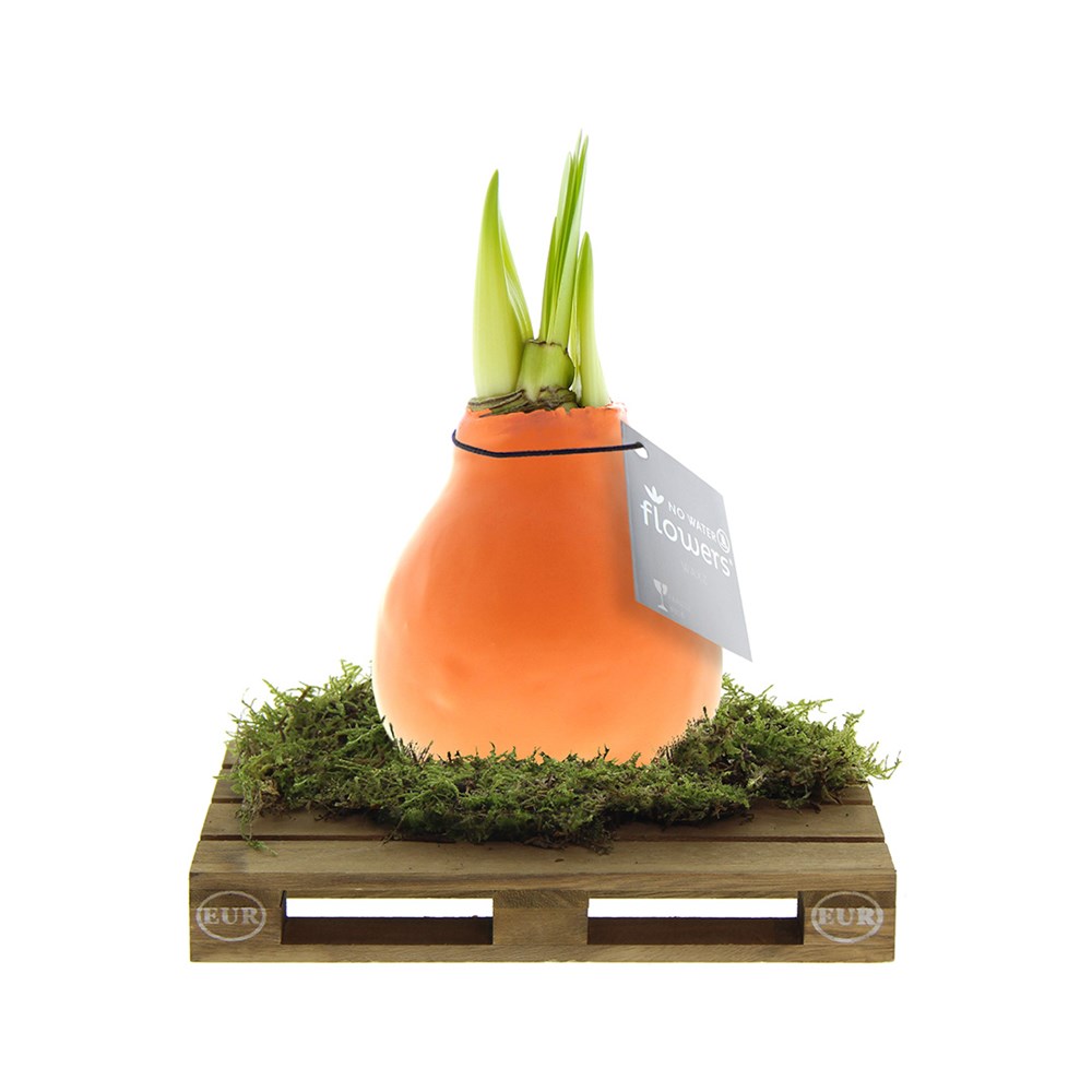 No Water Flowers® - Waxz® on pallet - Pastel oranje