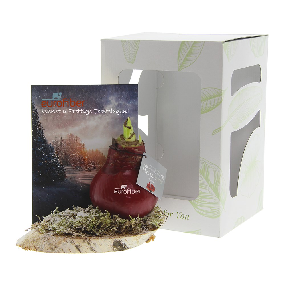 No Water Flowers® - Waxz® on wood, In giftbox, Zwart
