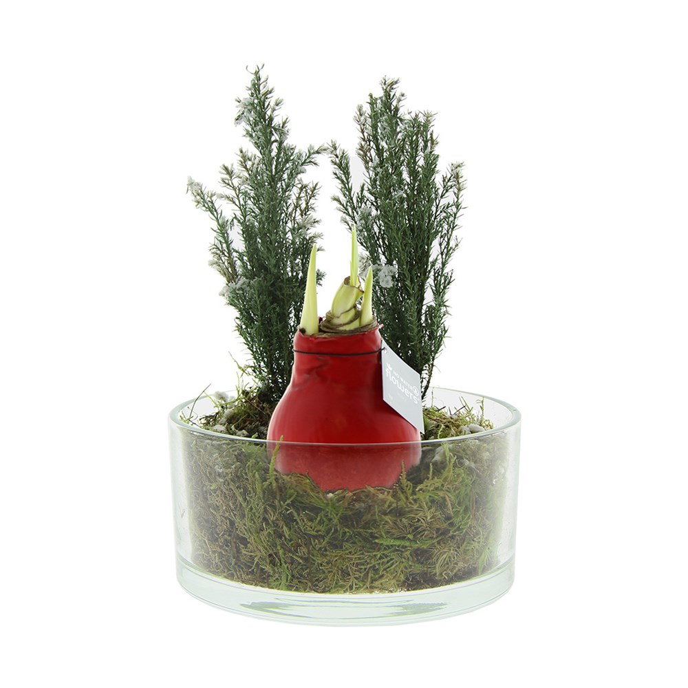 No Water Flowers® - Christmas glass elegance - rood