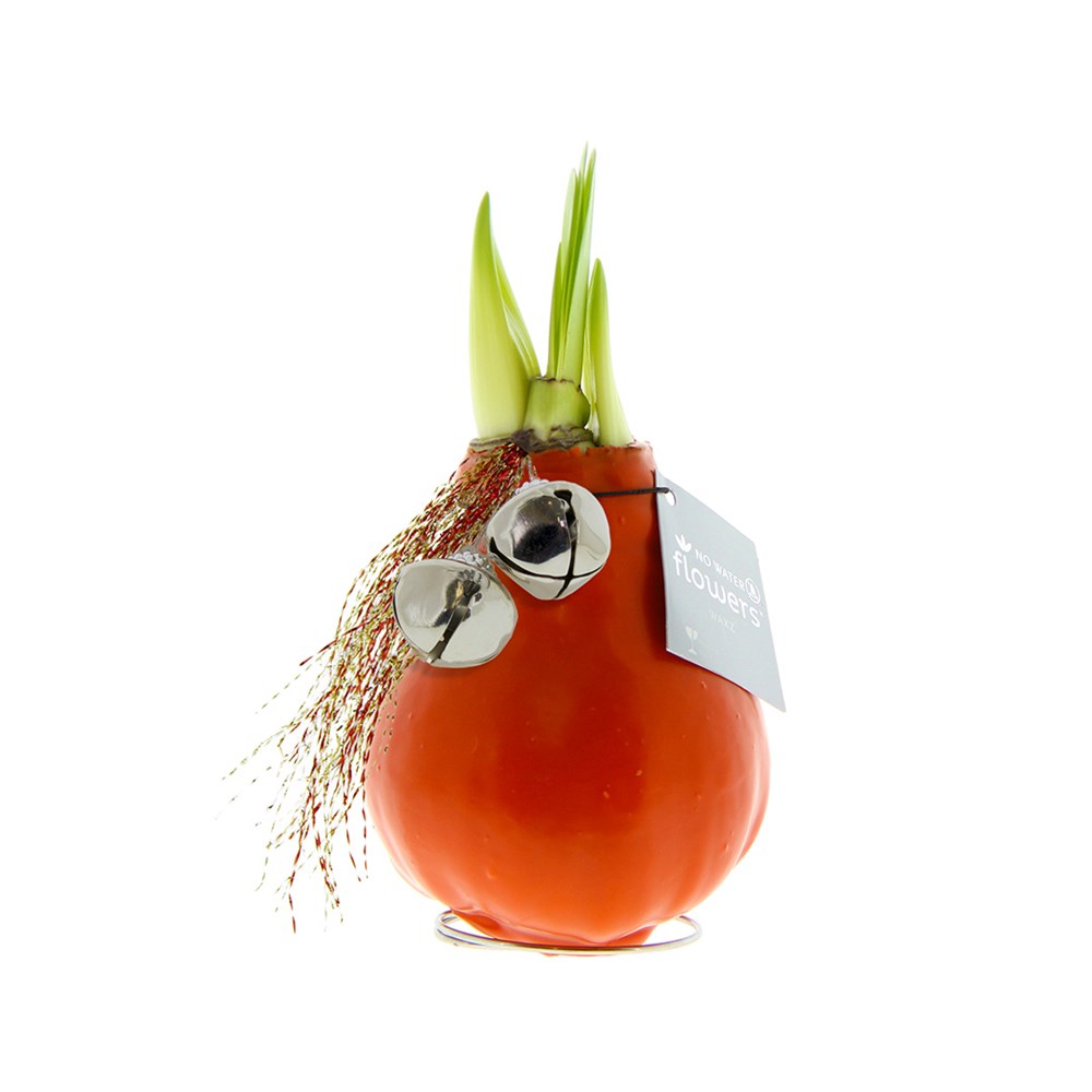 No Water Flowers® - Jingle Bellz - Oranje