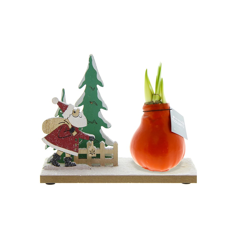 No Water Flowers® - Winter Wonderland - Pastel oranje