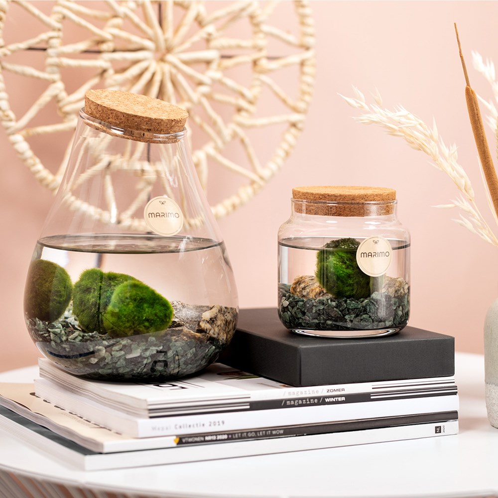 Marimo moss balls - Bowl, Zonder verpakking