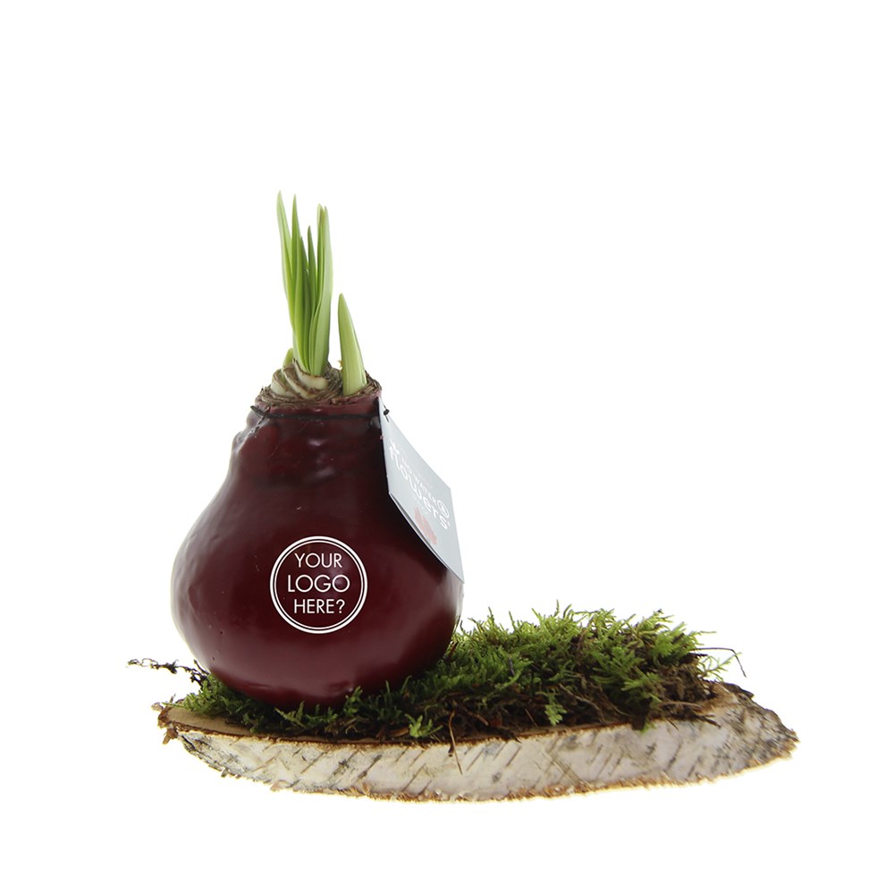 No Water Flowers® - Waxz® on wood, In giftbox, Zwart