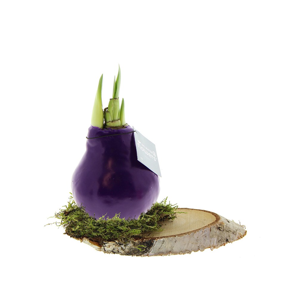No Water Flowers® - Waxz® on wood - Paars