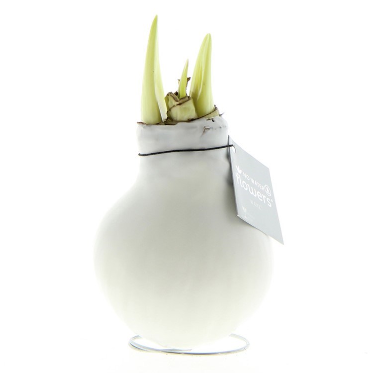 No Water Flowers® - Waxz® Colours - wit