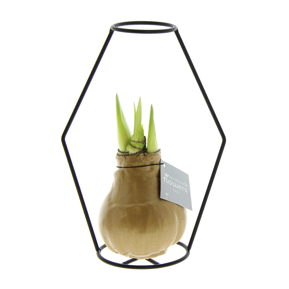 No Water Flowers® - Formz modern - Goud