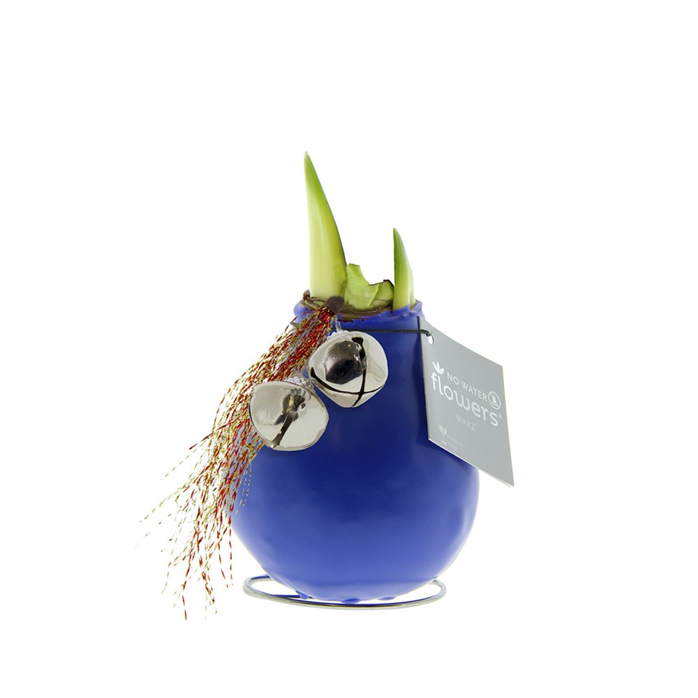 No Water Flowers® - Jingle Bellz - blauw