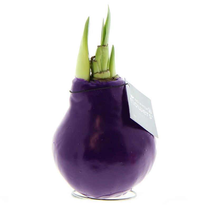 No Water Flowers® - Waxz® Colours - Paars