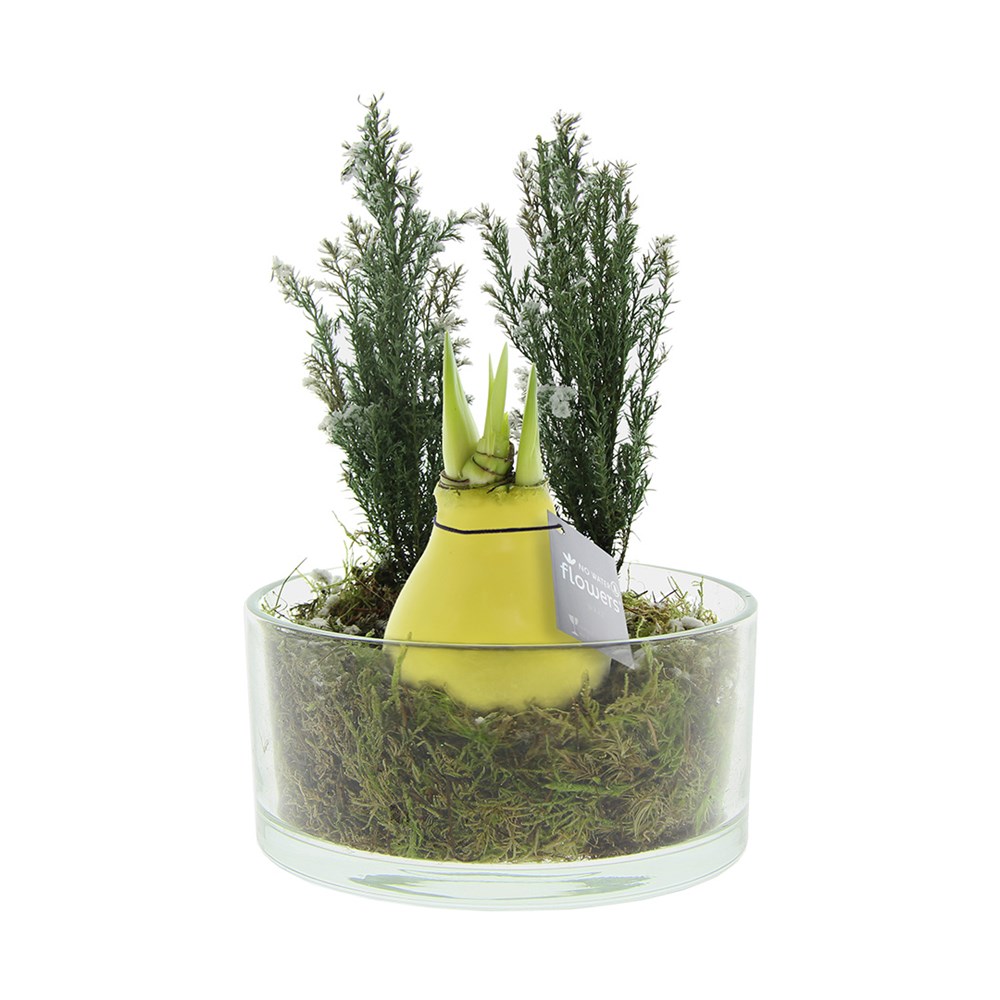 No Water Flowers® - Christmas glass elegance - Pastel geel