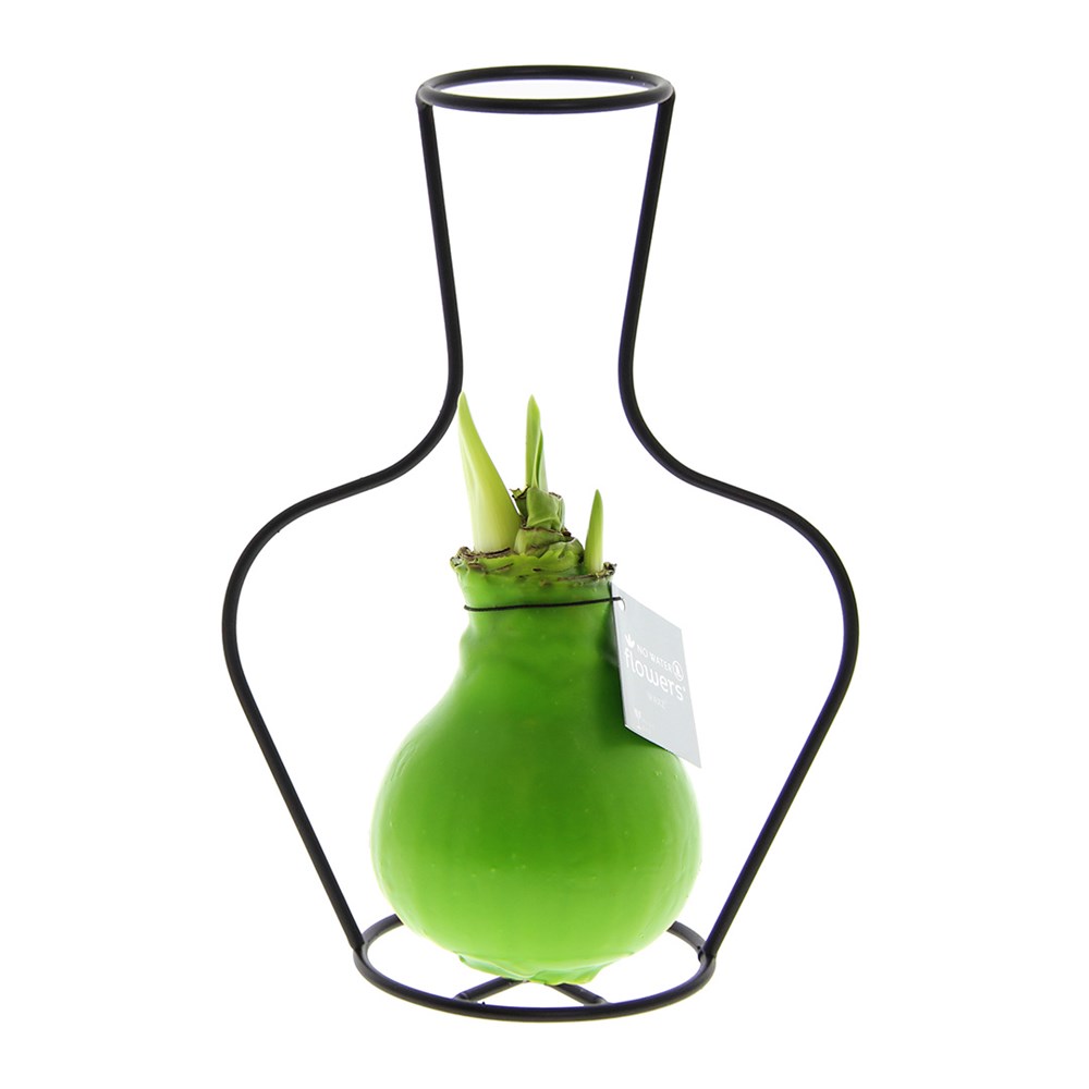 No Water Flowers® - Formz classic - lichtgroen