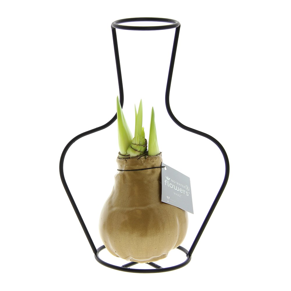 No Water Flowers® - Formz classic - Goud