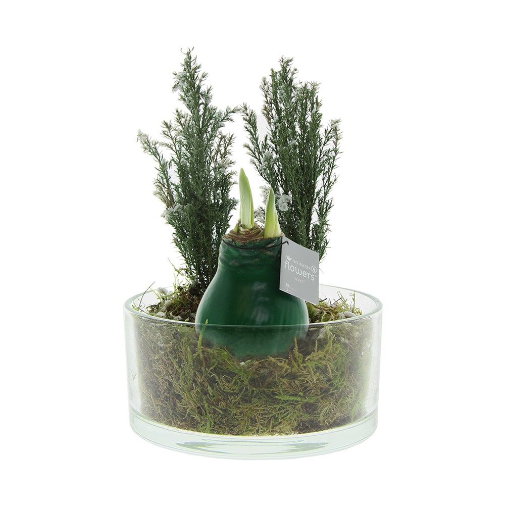 No Water Flowers® - Christmas glass elegance - Donkergroen