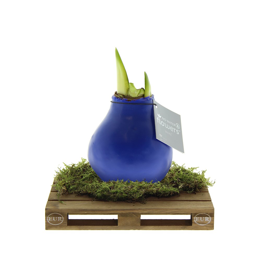 No Water Flowers® - Waxz® on pallet - blauw
