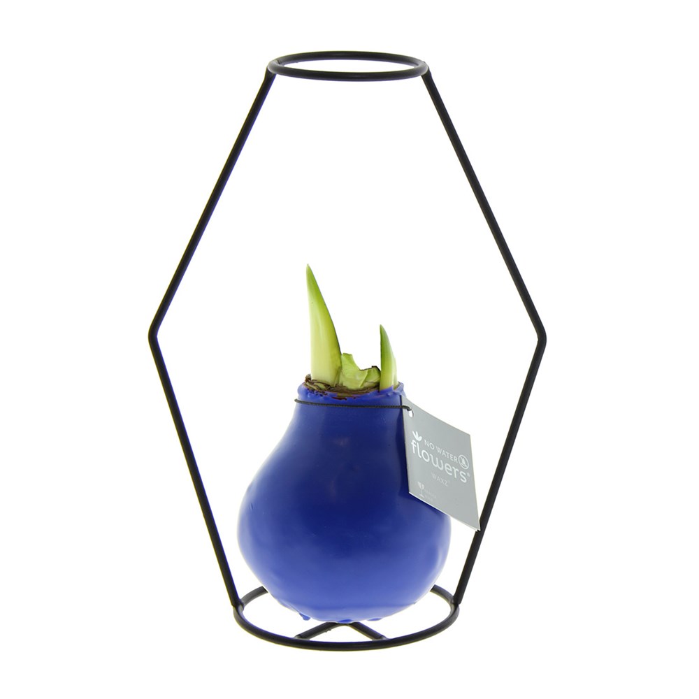 No Water Flowers® - Formz modern - blauw