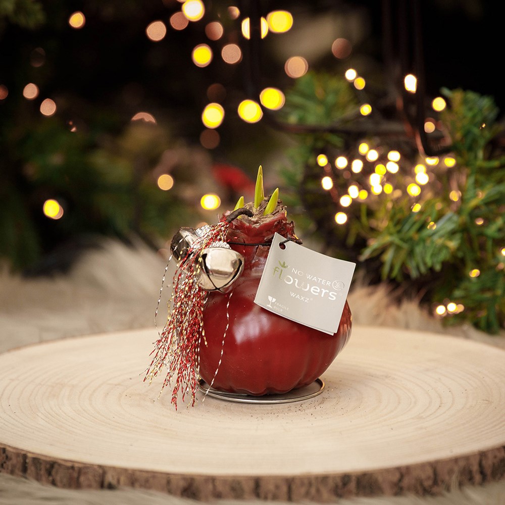 No Water Flowers® - Jingle Bellz, In luxury box, Blauw