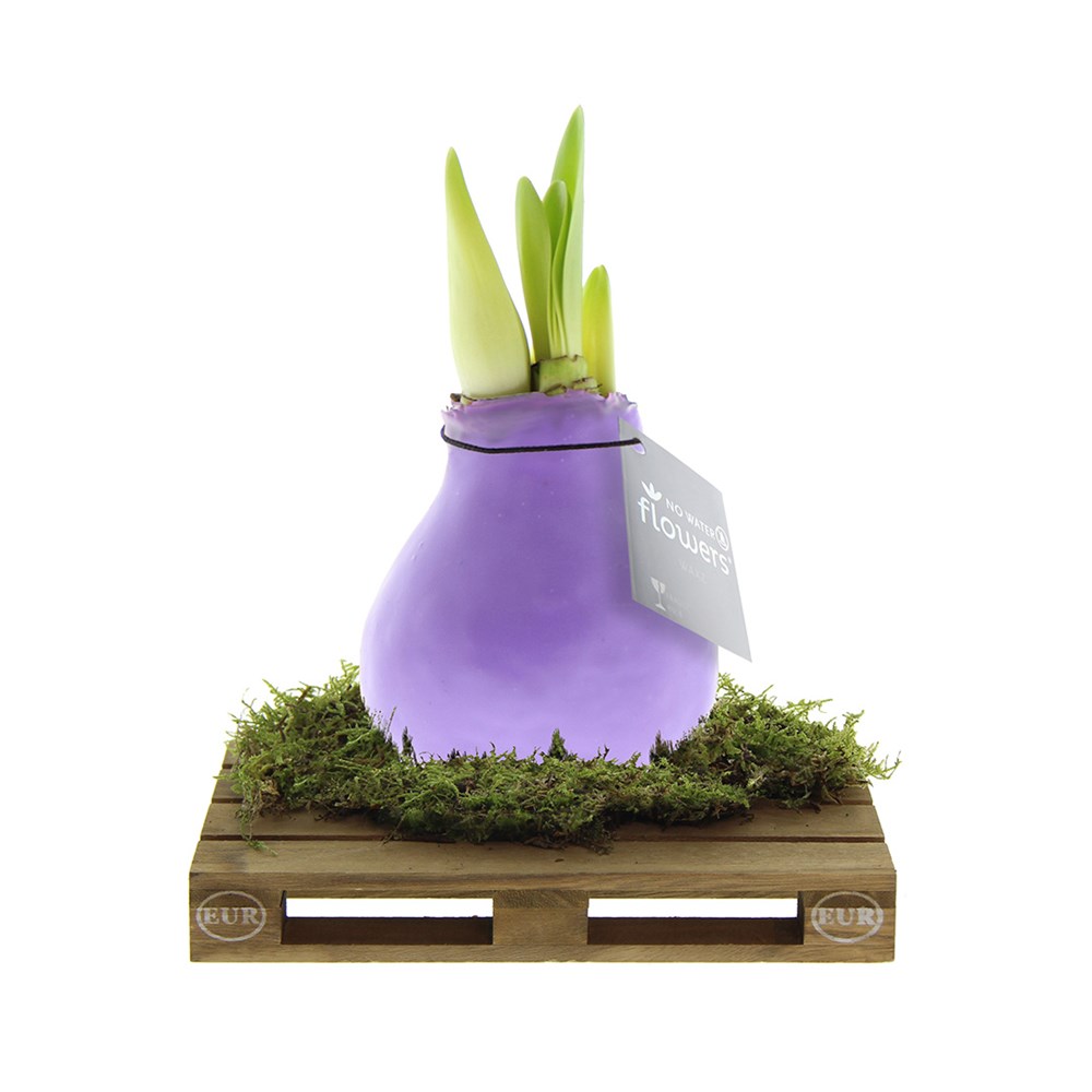 No Water Flowers® - Waxz® on pallet - Pastel paars