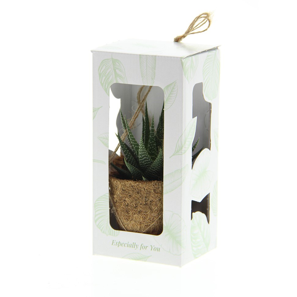 Kokodama® - Easy care mix (XS), In giftbox